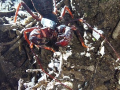 Mastigoproctus colombianus