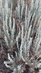 Krascheninnikovia lanata