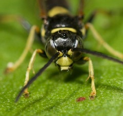 Gorytes atricornis