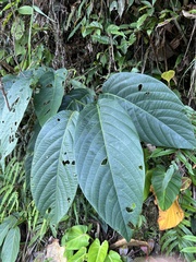 Passiflora arborea