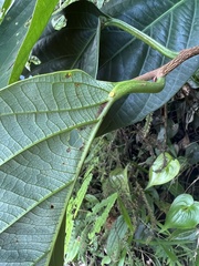 Passiflora arborea