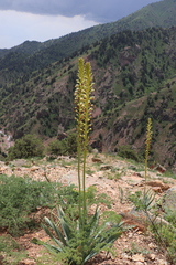 Eremurus turkestanicus