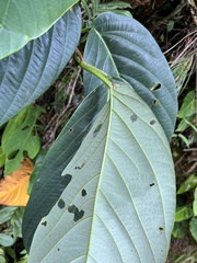 Passiflora arborea