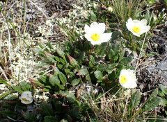 Dryas hookeriana