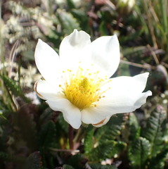Dryas hookeriana