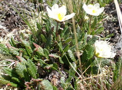 Dryas hookeriana