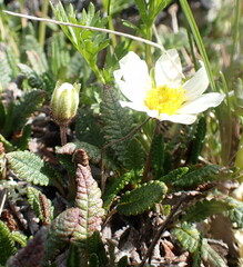 Dryas hookeriana
