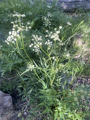 Angelica capitellata