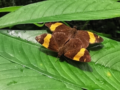 Celaenorrhinus cameroni