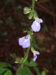 Salvia aequidistans