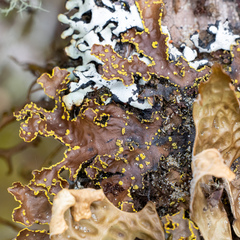 Pseudocyphellaria hawaiiensis