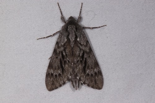Lapara bombycoides