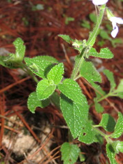 Salvia aequidistans