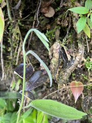 Passiflora pilosissima