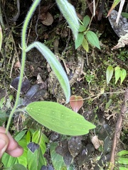 Passiflora pilosissima