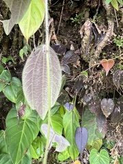 Passiflora pilosissima