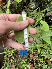 Passiflora pilosissima