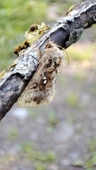 Autographa buraetica