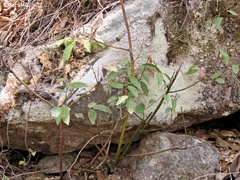 Litsea glaucescens
