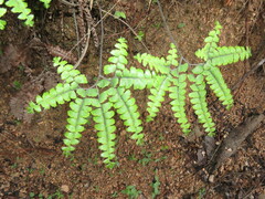 Adiantum patens