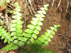 Adiantum patens