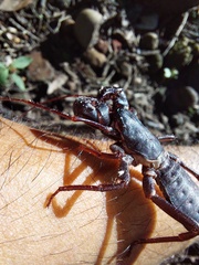 Mastigoproctus colombianus