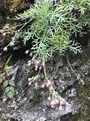 Artemisia kawakamii