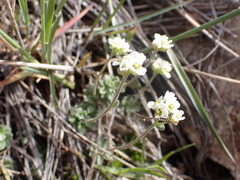 Draba praealta
