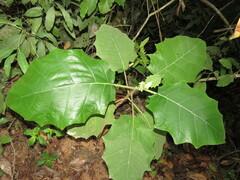 Solanum hirtum