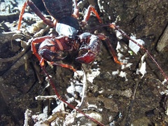 Mastigoproctus colombianus