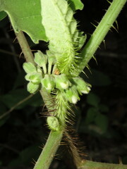 Solanum hirtum