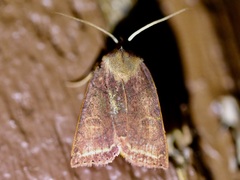 Epiglaea apiata