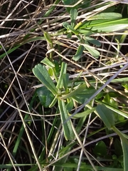 Brachyscome aculeata