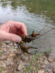 Cambarus chasmodactylus