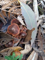 Psathyrella echinata