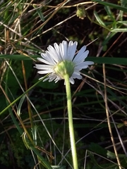 Brachyscome aculeata