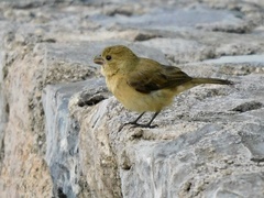 Sporophila torqueola