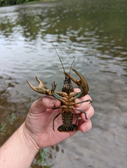 Cambarus chasmodactylus