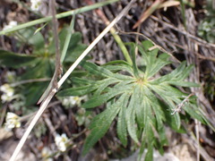Aconitum delphiniifolium