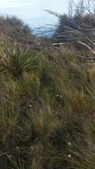 Brachyscome aculeata