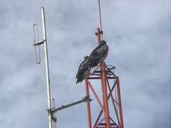 Geranoaetus melanoleucus australis