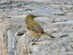 Sporophila torqueola