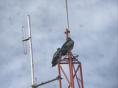 Geranoaetus melanoleucus australis