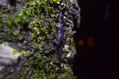 Plethodon teyahalee