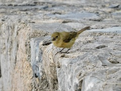 Sporophila torqueola