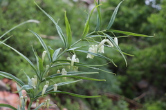 Polygonatum sewerzowii