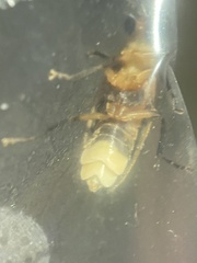 Photuris bethaniensis