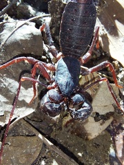 Mastigoproctus colombianus