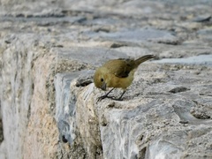 Sporophila torqueola