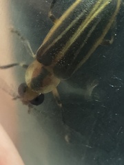 Photuris bethaniensis